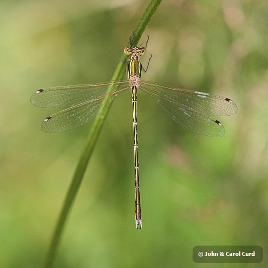 IMG_1369 Lestes barbarus.JPG